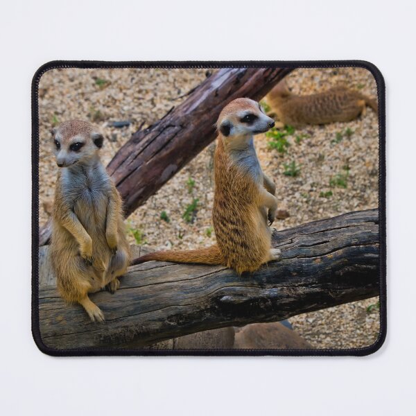 Item preview, Family Of Meercats At Ukumari Zoo, Pereira designed and sold by alabca.