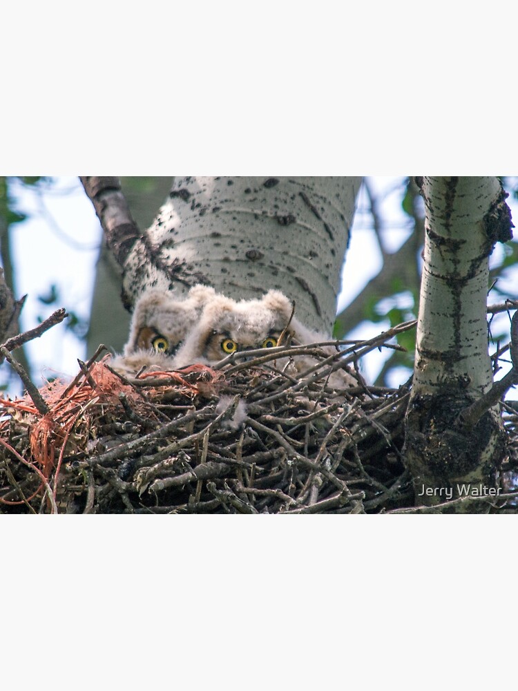 Great Horned Owls (Babies) by jwwalter