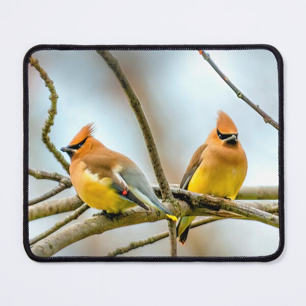 Artikelvorschau, Zedernseidenschwanz Fotografie entworfen und verkauft von alpendesigns.