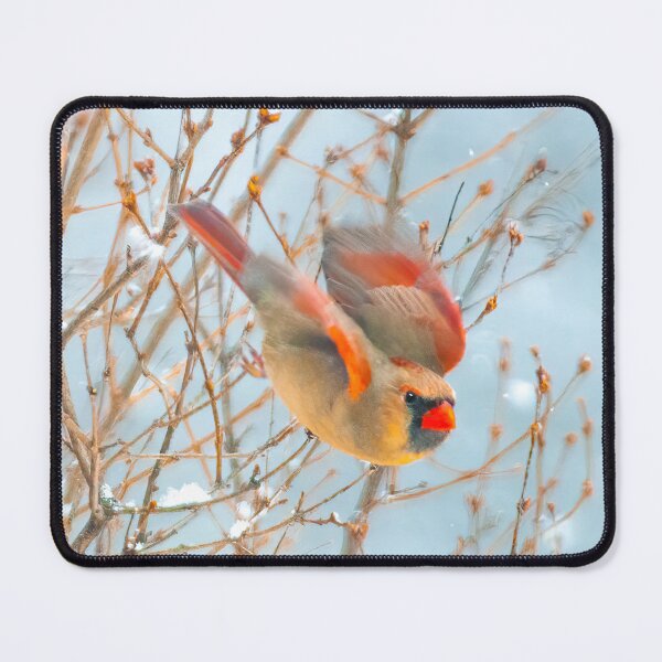 Item preview, Northern Cardinal Flying Photograph designed and sold by alpendesigns.