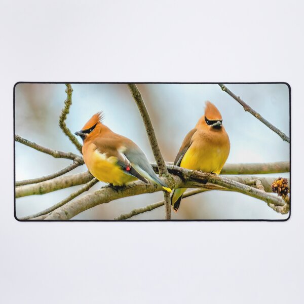 Item preview, Cedar Waxwing Photograph designed and sold by alpendesigns.