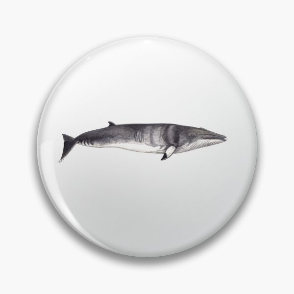 Item preview, Minke whale (Balaenoptera acutorostrata) designed and sold by chloeyzoard.