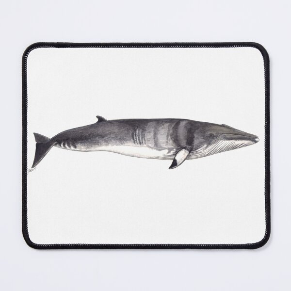 Item preview, Minke whale (Balaenoptera acutorostrata) designed and sold by chloeyzoard.