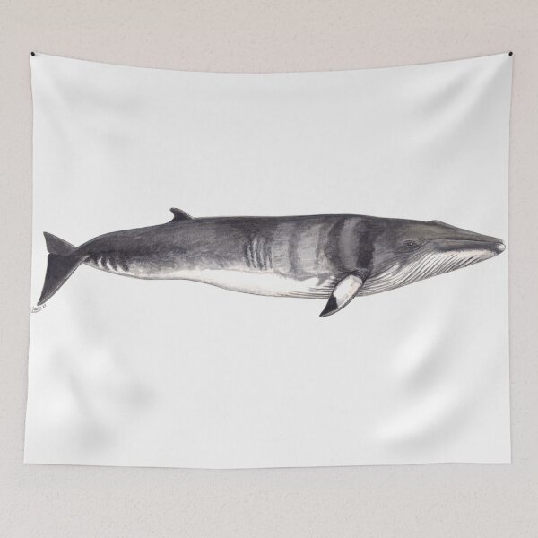 Item preview, Minke whale (Balaenoptera acutorostrata) designed and sold by chloeyzoard.