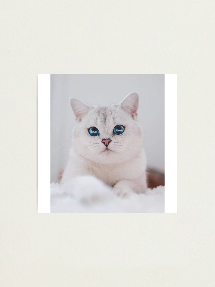 cat meme face, funny cat Photographic Print for Sale by jassine11