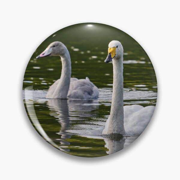 Item preview, Whooper swan  on green water designed and sold by Jouko Lehto Photography.