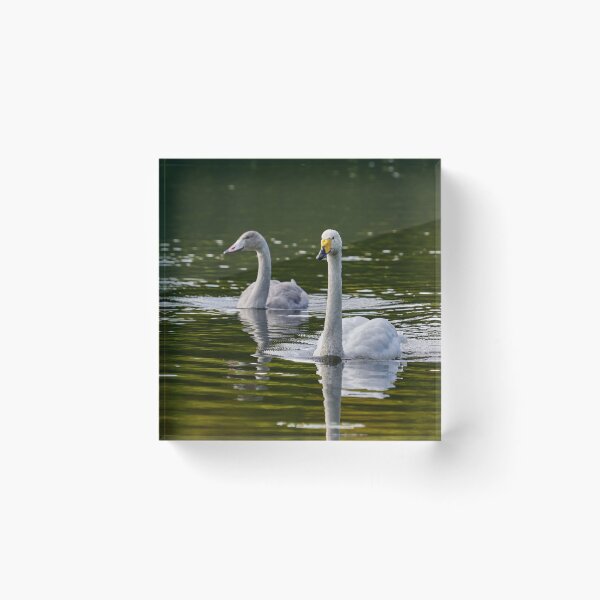Item preview, Whooper swan  on green water designed and sold by Jouko Lehto Photography.
