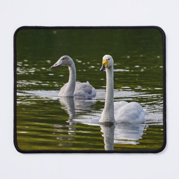 Item preview, Whooper swan  on green water designed and sold by Jouko Lehto Photography.