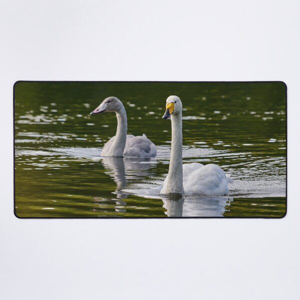 Item preview, Whooper swan  on green water designed and sold by Jouko Lehto Photography.