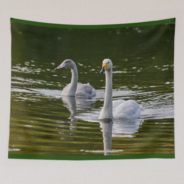 Item preview, Whooper swan  on green water designed and sold by Jouko Lehto Photography.