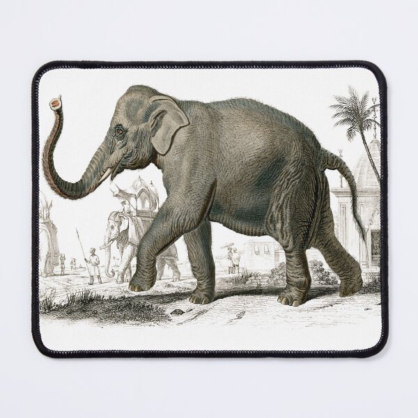 Item preview, Asiatic Elephant By Charles Dessalines D' Orbigny (1806-1876). designed and sold by SidhuKeet1.