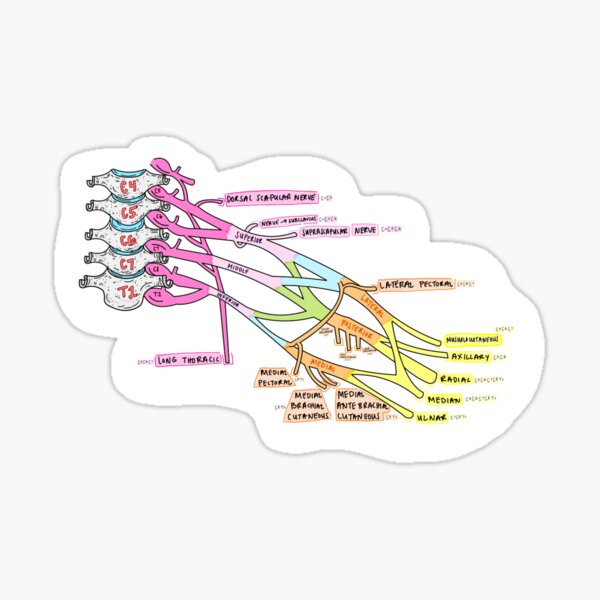 Brachial Plexus Sticker