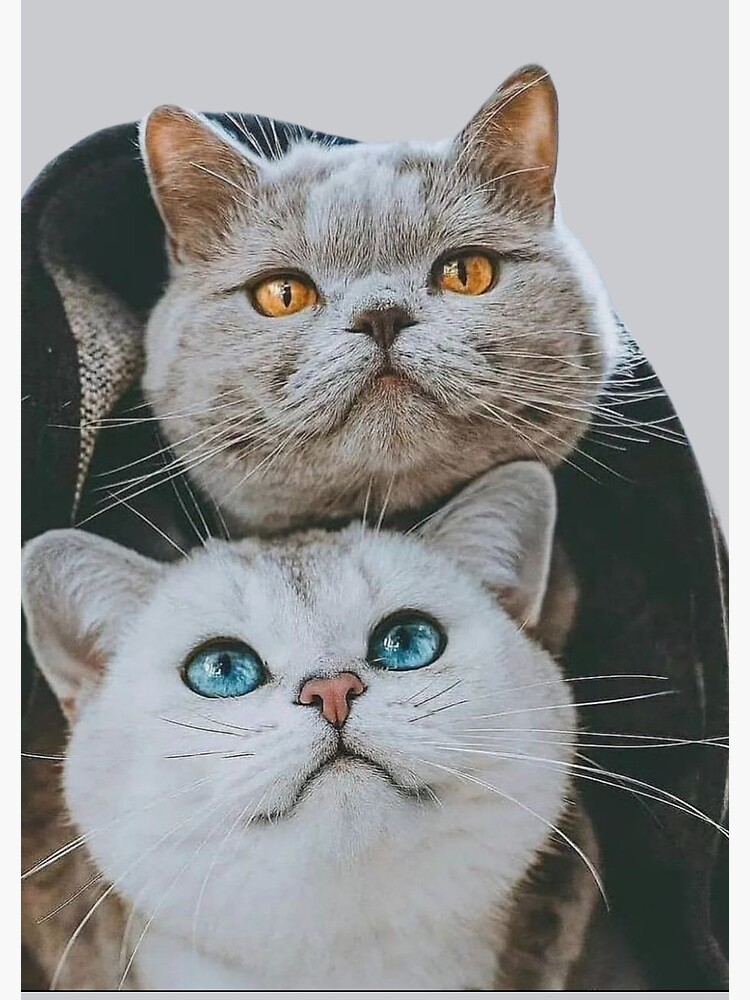 cute couple cat white grey Journal