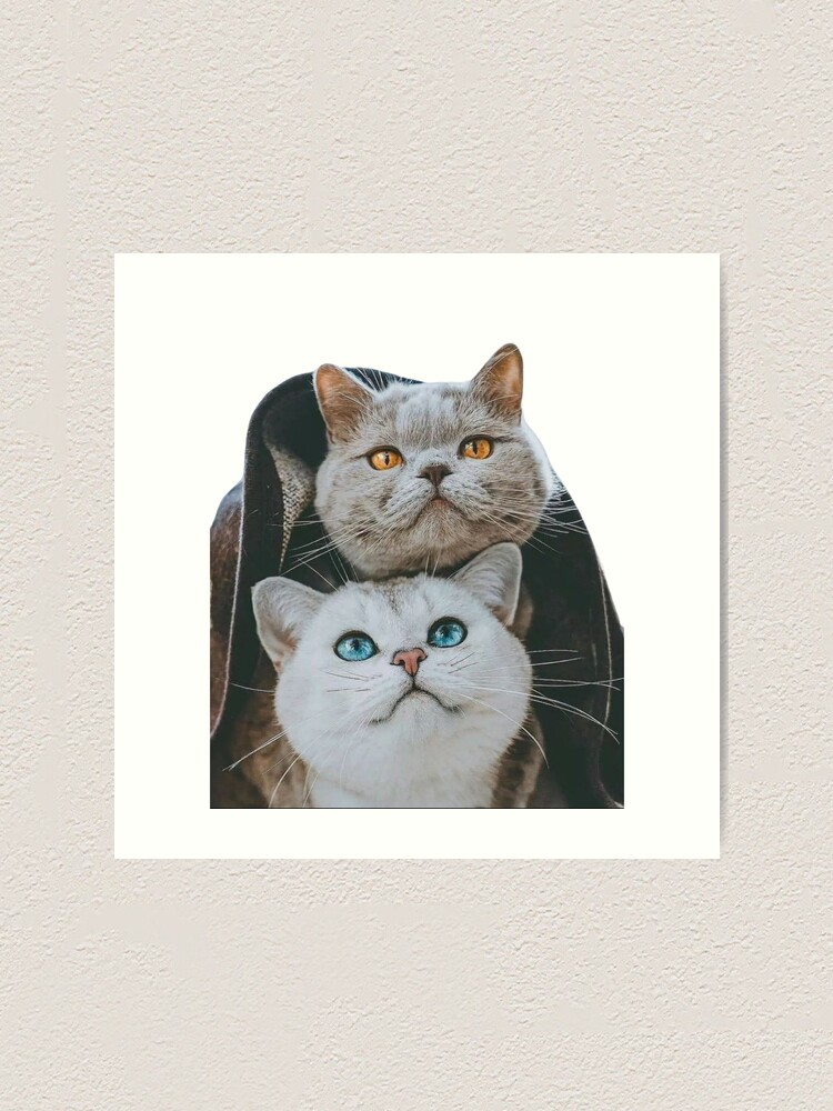 cat couple, cat lovers Poster for Sale by jassine11