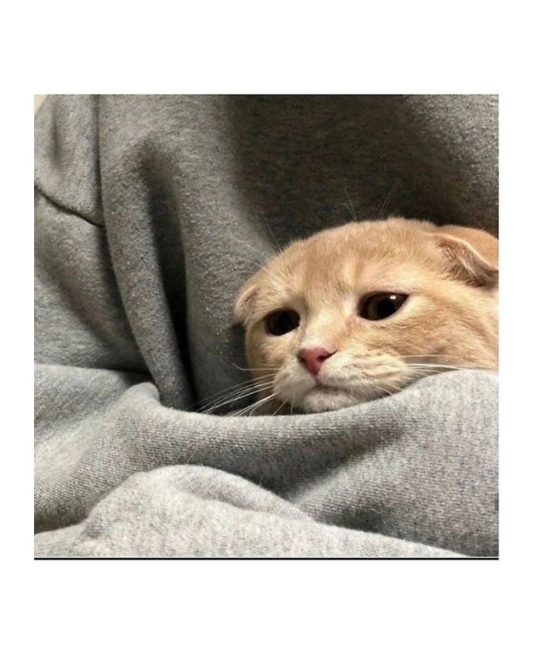 sad cute cat pictures