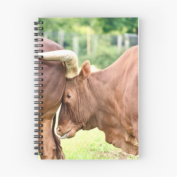 Item preview, Cows designed and sold by kew-photography.