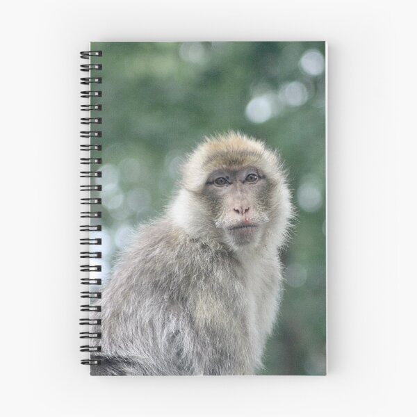 Item preview, Barbary Macaque designed and sold by kew-photography.