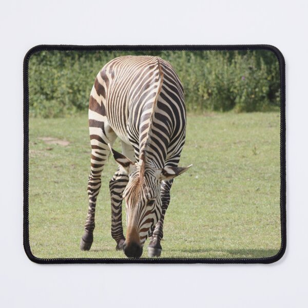 Item preview, Zebra designed and sold by kew-photography.
