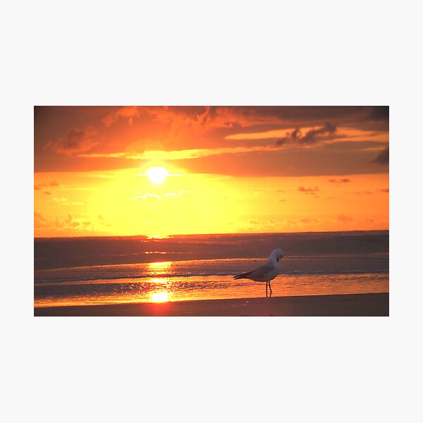 Artikelvorschau, Lone gull at dawn entworfen und verkauft von Magicath.