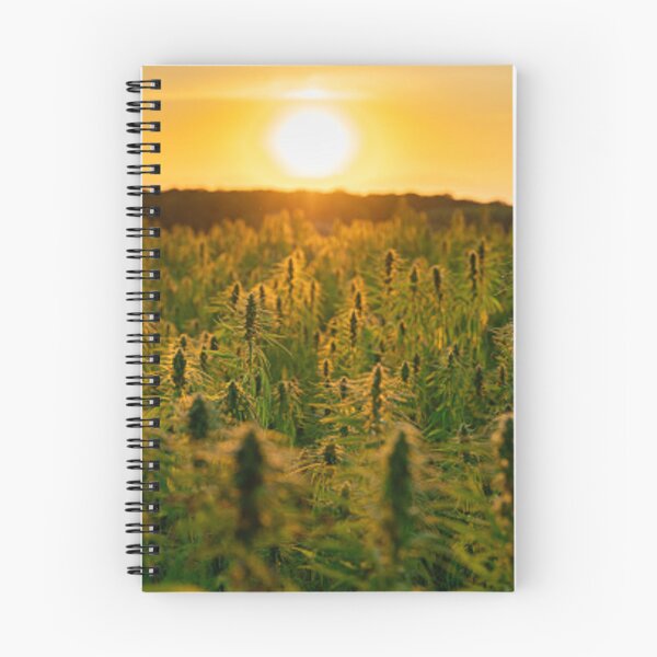 Item preview, Sunset On Cannabis Fields. Outdoor Marijuana Growing In Natural Sunshine! designed and sold by IMPHives.