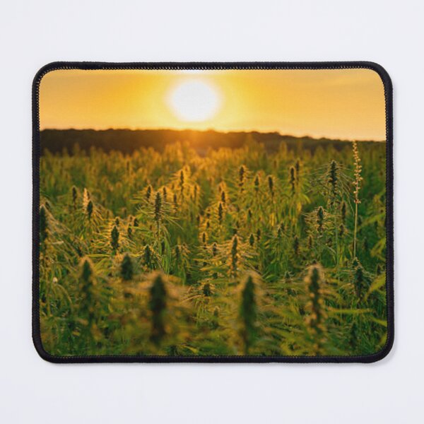 Item preview, Sunset On Cannabis Fields. Outdoor Marijuana Growing In Natural Sunshine! designed and sold by IMPHives.