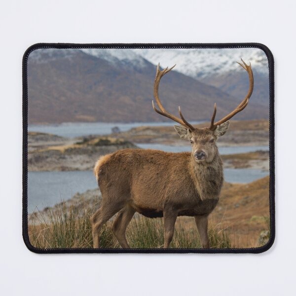 Item preview, Red Deer Stag in Highland Scotland designed and sold by derekbeattie.