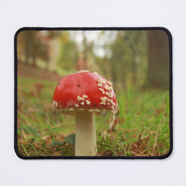 Item preview, Fruiting fungi designed and sold by miradorpictures.