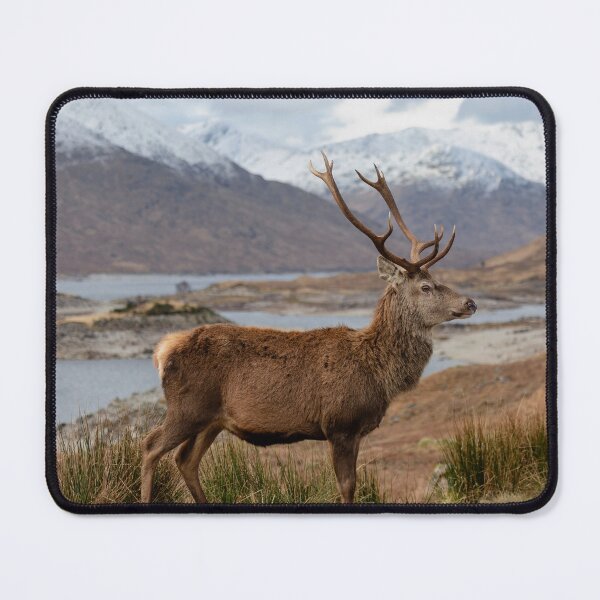 Item preview, Red Deer Stag in Scottish Highlands designed and sold by derekbeattie.