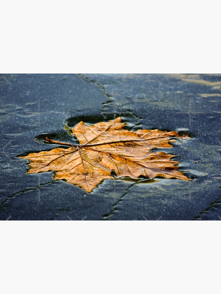 Leaf on ice by neoweb