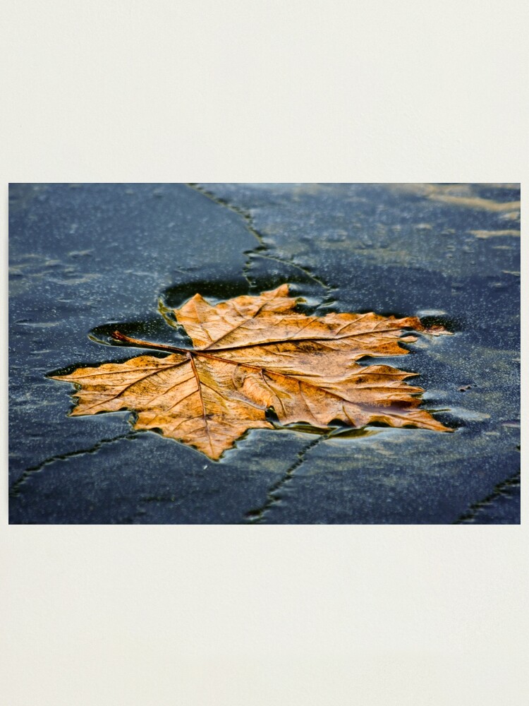 Alternate view of Leaf on ice Photographic Print