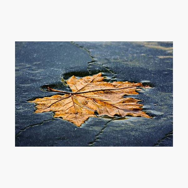 Leaf on ice Photographic Print