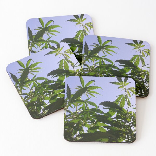 Item preview, Marijuana plant photo from below close up against the sky designed and sold by rmpk101.