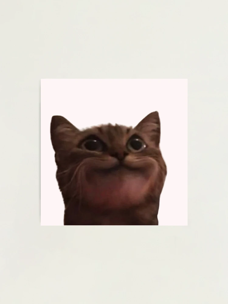 cat meme face, funny cat Photographic Print for Sale by jassine11