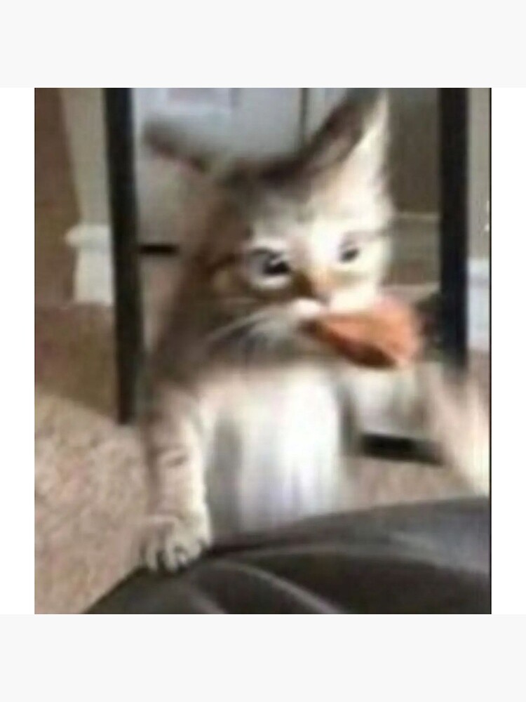 "funny cat eating meat cat meme" Poster for Sale by jassine11 Redbubble