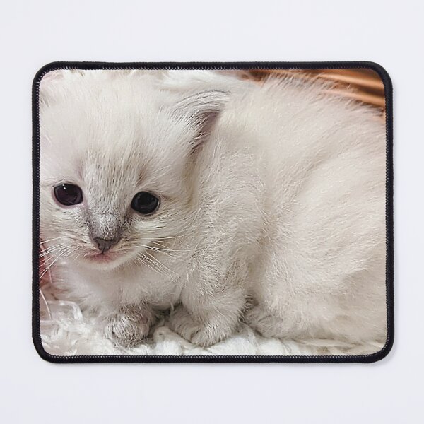 Item preview, Sweet lynx ragdoll kitty designed and sold by Fluffycat2020.