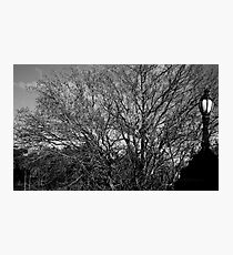 Bare Photographic Print