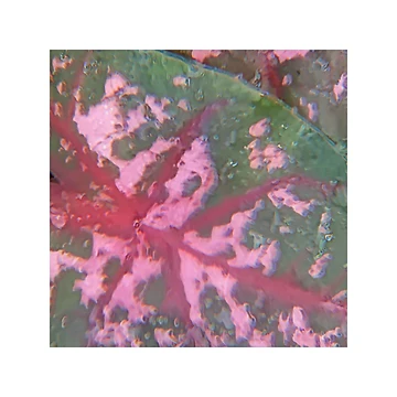 Artwork thumbnail, Abstract Caladium In Nature by AJDesignsstuff