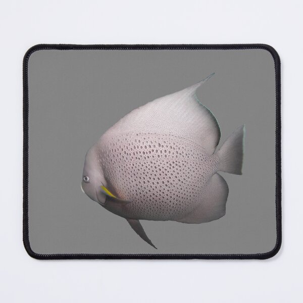 Item preview, Gray Angelfish designed and sold by BullsGallery.