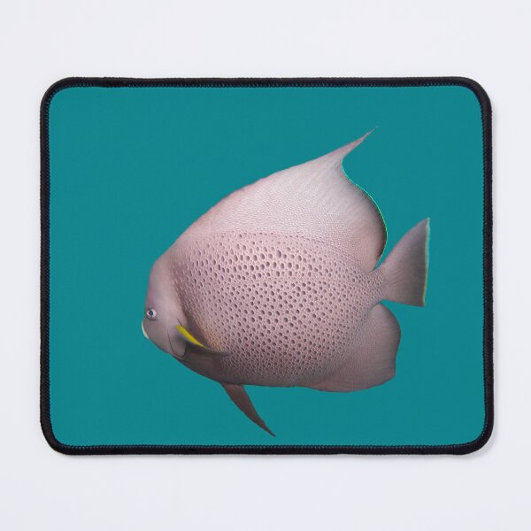 Item preview, Gray Angelfish designed and sold by BullsGallery.