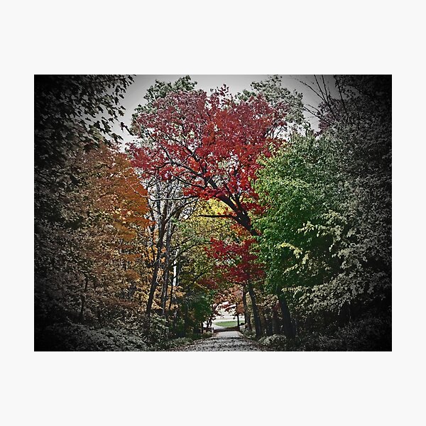 Item preview, Vivd Autumn Lane Tunnel Vision designed and sold by adriturner.