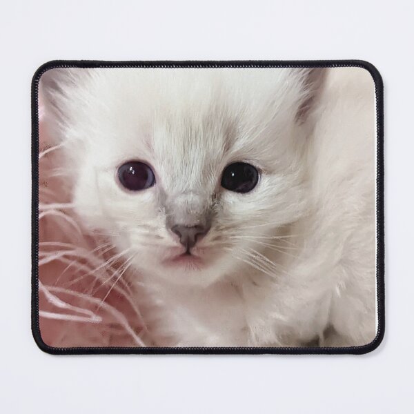 Item preview, Baby ragdoll kitten designed and sold by Fluffycat2020.