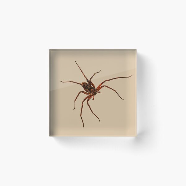 Item preview, Australian Huntsman Spider Sparassidae designed and sold by joybelledesigns.