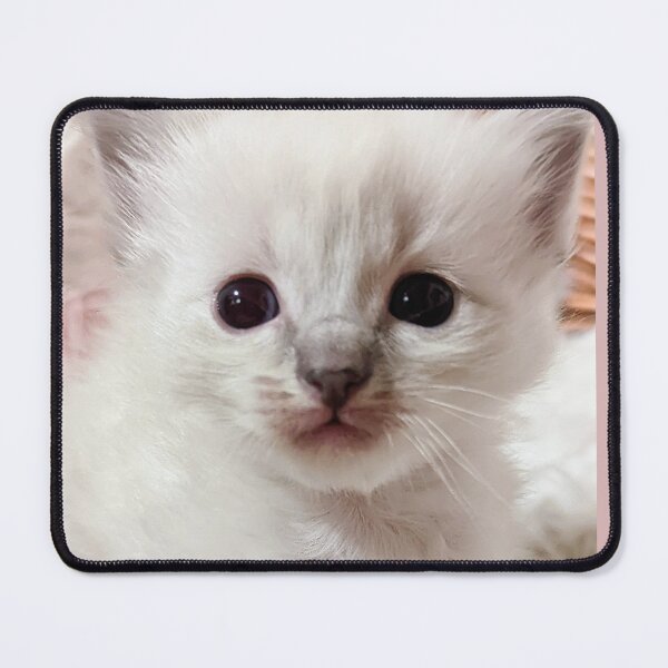 Item preview, Baby ragdoll kitten designed and sold by Fluffycat2020.