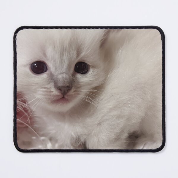 Item preview, Baby ragdoll kitten designed and sold by Fluffycat2020.
