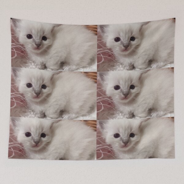 Item preview, Baby ragdoll kitten designed and sold by Fluffycat2020.