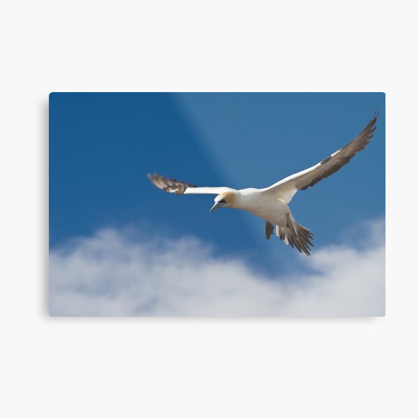 Gannet in flight Metal Print