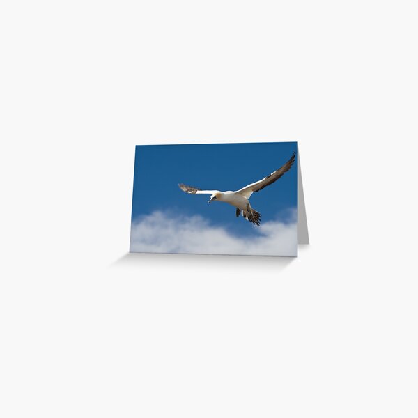 Gannet in flight Greeting Card