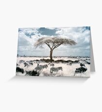 Infrared acacia Greeting Card