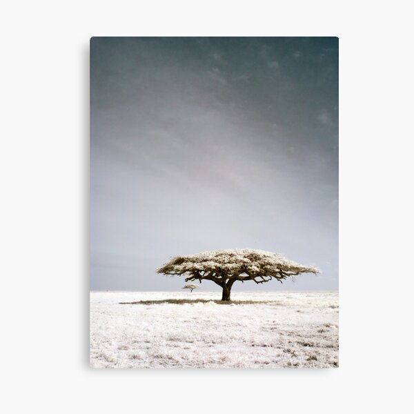 Serengeti dreaming Canvas Print
