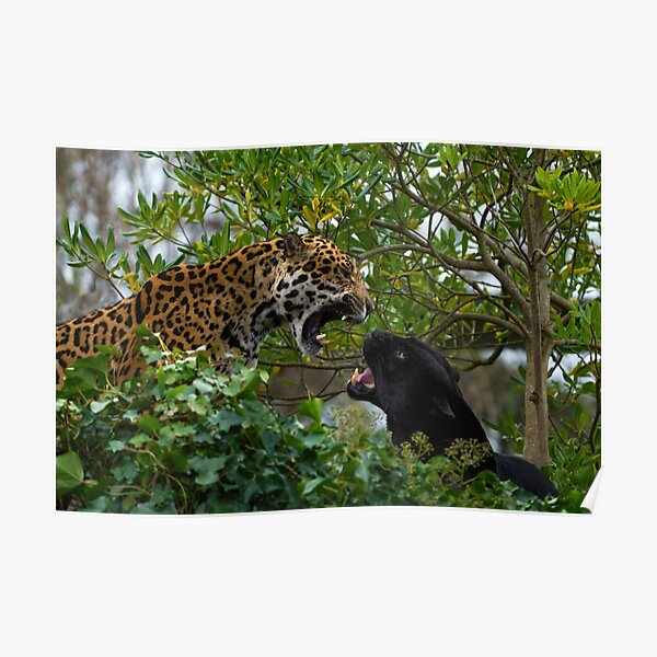 Jaguar Jaguars Wild Big Cat Wildlife Predator Beast Cheetah Leopard Mascot  Jungle Nature Zoo Sports School